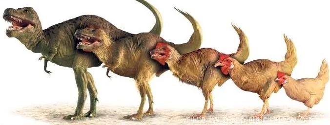 Прямо сейчас активно проводятся эксперименты по превращению курицы в динозавра. Что получилось у учёных и зачем это нужно?