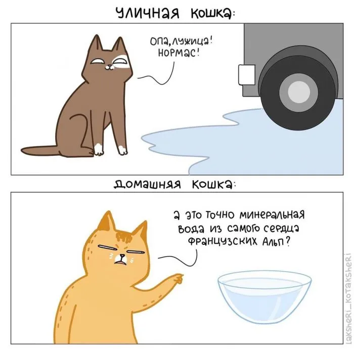 15 забавных комиксов от художницы, которая живёт в доме с четырьмя котами 15 забавных комиксов от художницы, которая живёт в доме с четырьмя котами