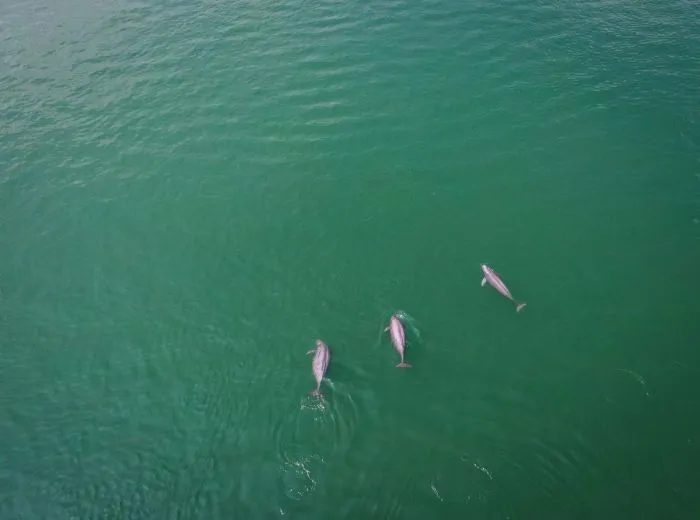 Зверские фото