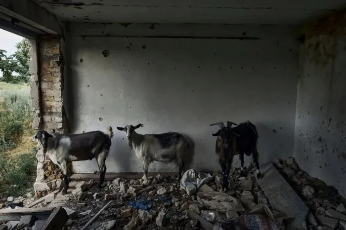 Зверские фото