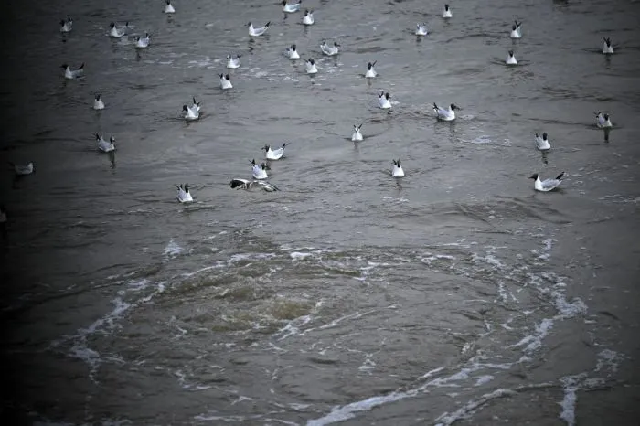 Зверские фото