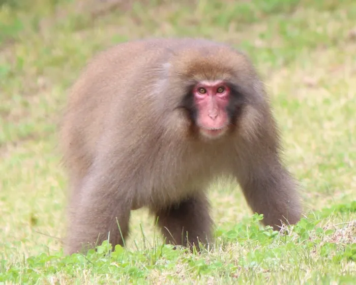 Японский макак: Беспощадная иерархия на фоне высокого интеллекта. Как эти приматы добиваются лидерства в стае?