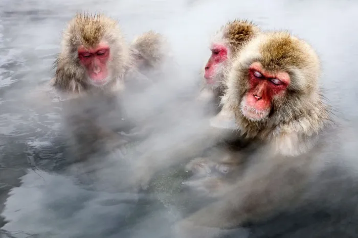 Японский макак: Беспощадная иерархия на фоне высокого интеллекта. Как эти приматы добиваются лидерства в стае?