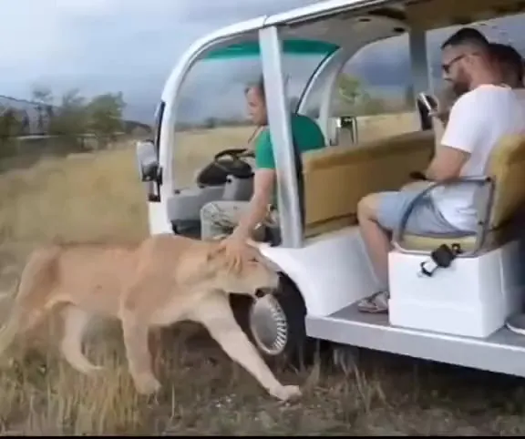 Эта львица любит любых туристов
