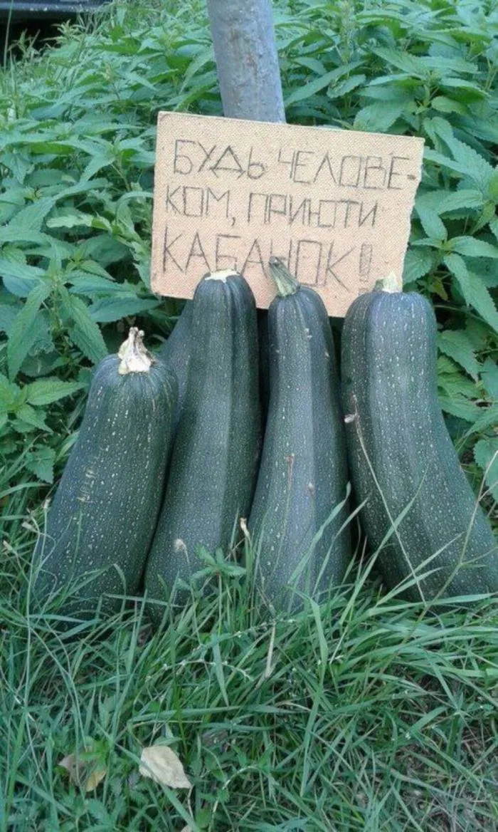 Кабачков много не бывает, их бывает слишком много