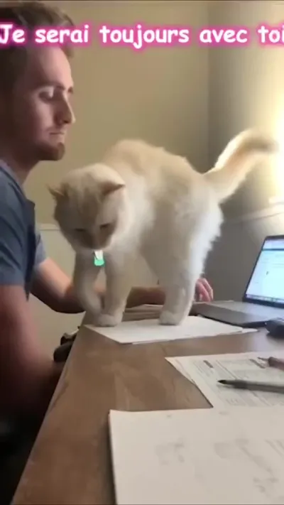 Котики