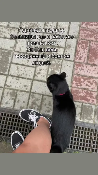 Кот завел человека