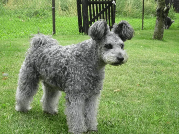 Пуми: Плюшевая взрывоопасность! Очаровательная собака с ушами чебурашки на самом деле — суровая овчарка