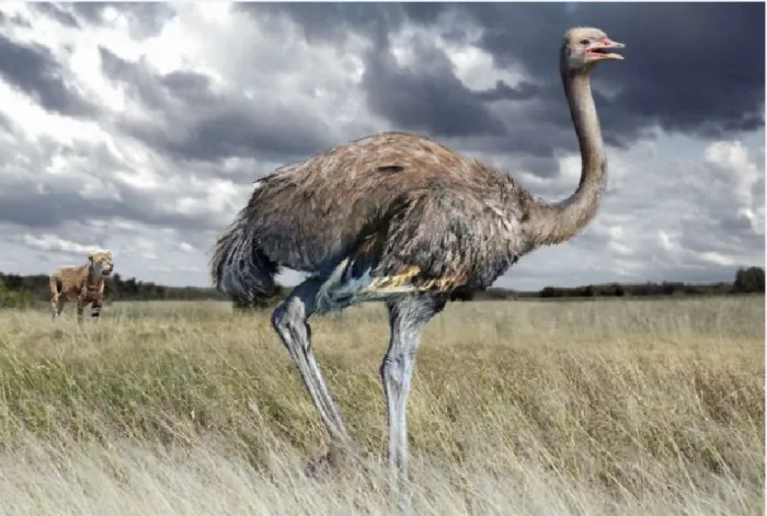 Гигантский европейский страус: Когда-то страусы жили от Греции до Китая и весили 300 кило! Ещё один вид древней мегафауны
