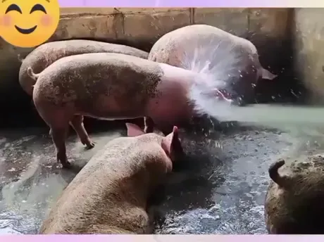 Мойка свиней