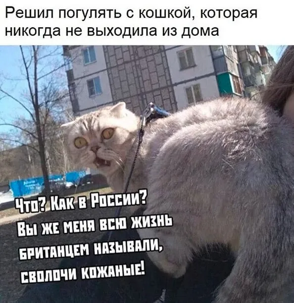 Баяны Баяны