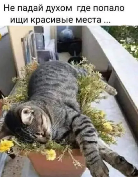 Так себе картинки Так себе картинки