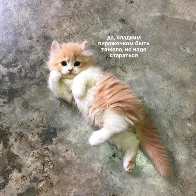 Котомемы
