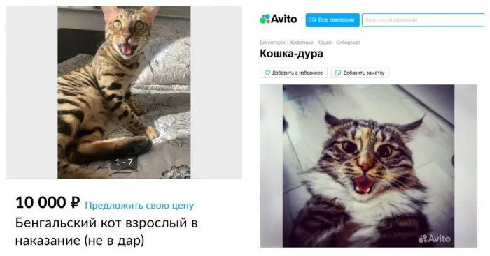 Упоролись и даже не стесняются этого: всё о котах на Авито Упоролись и даже не стесняются этого: всё о котах на Авито