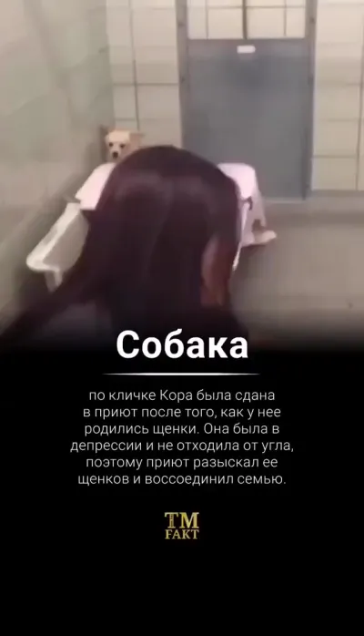 Воссоединение семейства⁠⁠