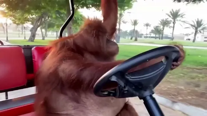 Орангутан Рэмбо из Дубая научился водить гольфкар⁠⁠