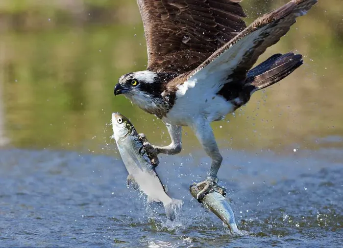Как рыбы заселяют изолированные водоёмы? Они десантируются с помощью птиц!
