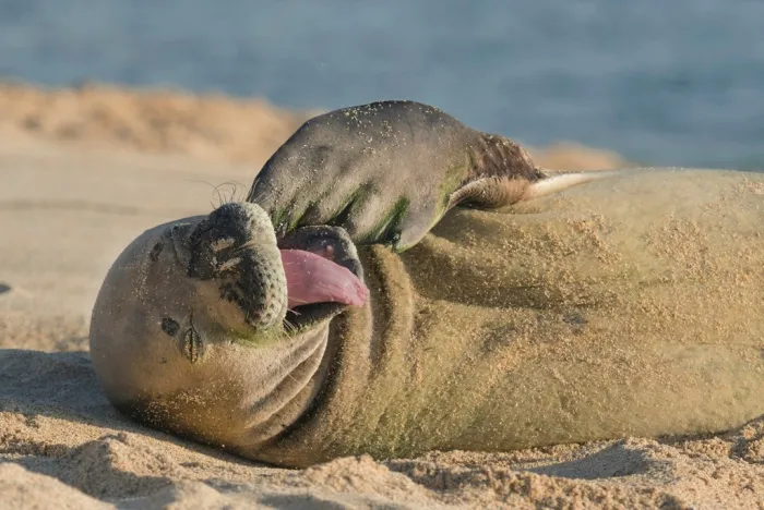 Гавайский тюлень-монах: Безумные агрессивные самцы ведут собственный же вид к вымиранию. Людям приходится спасать самок и щенков!