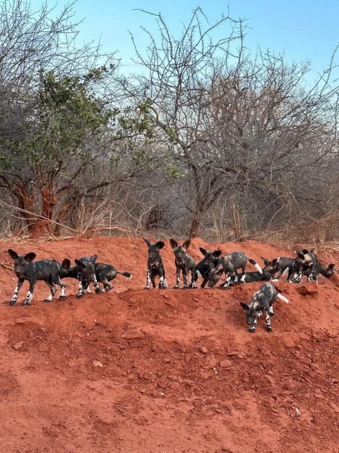 Адские монстры и настоящие демократы. 10 интересных фактов про африканских диких собачек