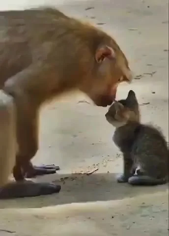 Завел себе котика⁠⁠