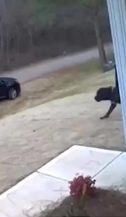 Друзья человека