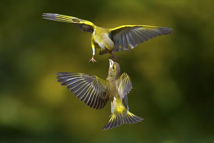 От моря до неба: эволюция птичьего органа для навигации в высоте