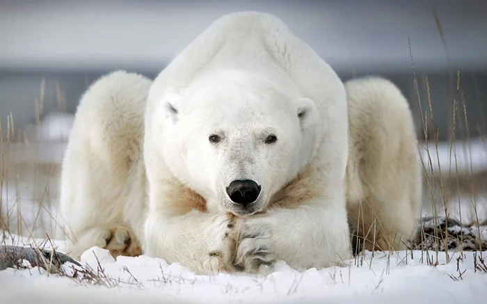 Белый медведь: 6 удивительных фактов о владыке ледяной степи
