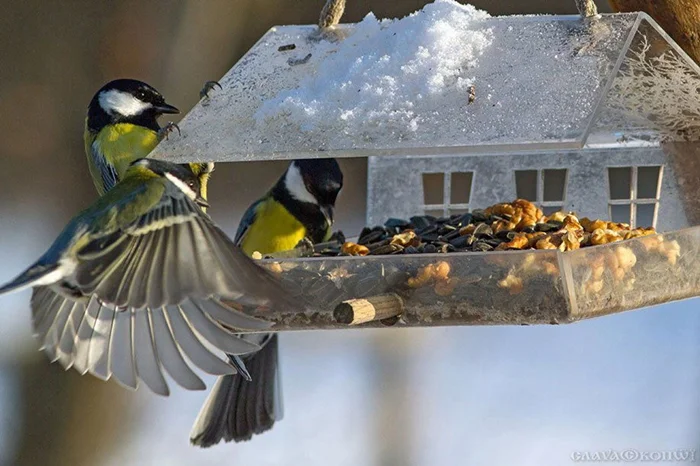 Забота о пернатых в зимний период: Простые правила кормления, спасающие сотни птичьих жизней!