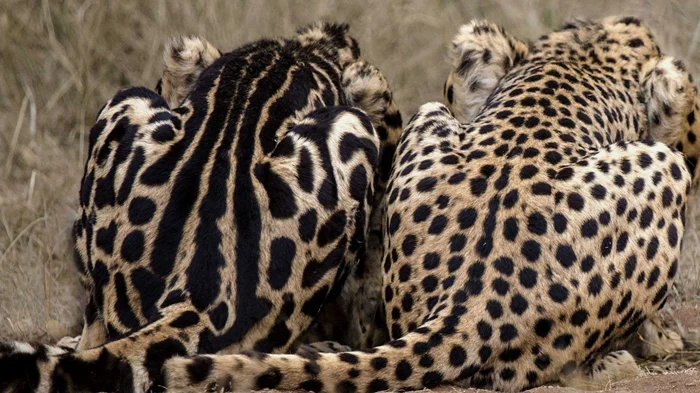 Загадка королевских гепардов: раскрываем тайны этих уникальных кошачьих