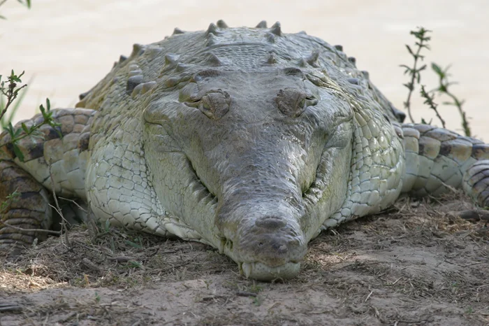 Непреклонный Ориноко: крокодил, в чьих лапах ягуары и анаконды становятся добычей