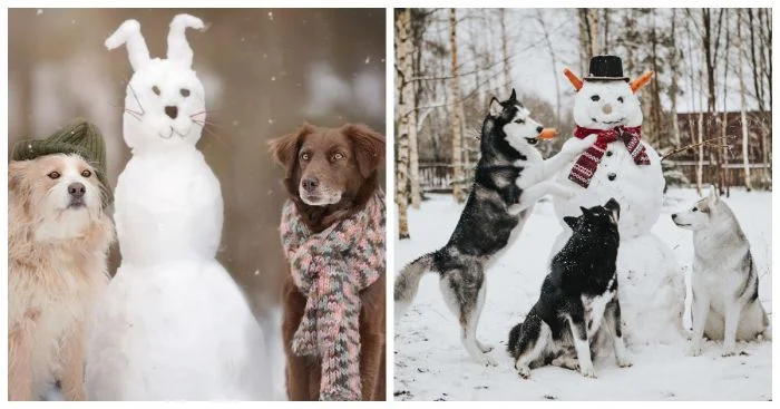 Творцы с хвостом: собаки и их снеговики