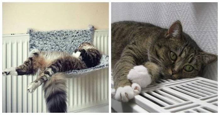 Зимний кайф: почему радиатор для кота – настоящая находка в холодное время года