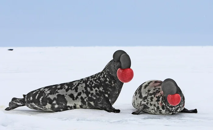 Экстремальный тюлень: Хохлач и его необычные трюки с надуванием головы