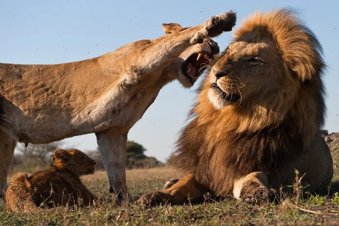 лев в профиль фото. лев вторая половина года. лев вторая половина года. львица с гривой. лев й.