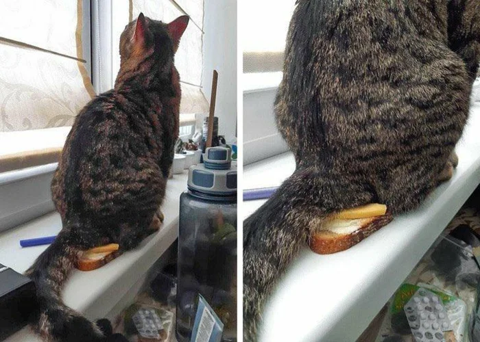 Кошка спит на человеке. Кошка мурчит. Коты в необычных позах. Кот целует. Кот спит с хозяином.