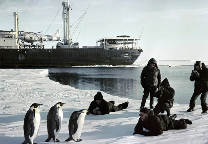 Неудачный переезд: исследование по переселению пингвинов на Северный полюс