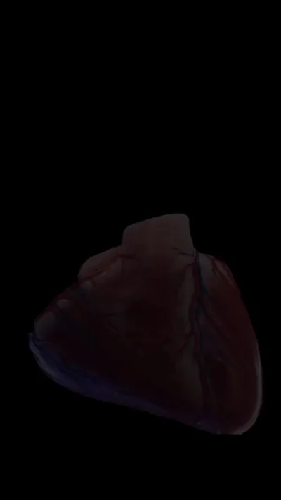 Визуализация работы сердца