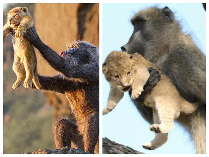 Тайны животного мира: Почему бабуины похищают котят львов и леопардов?