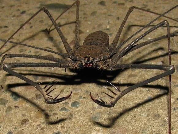 За грозным обличием: Пять удивительных фактов о добрых душах жгутоногих пауков