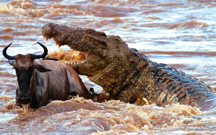 Властелин Нила: Удивительная сила Нильского крокодила и его роль на вершине пищевой пирамиды