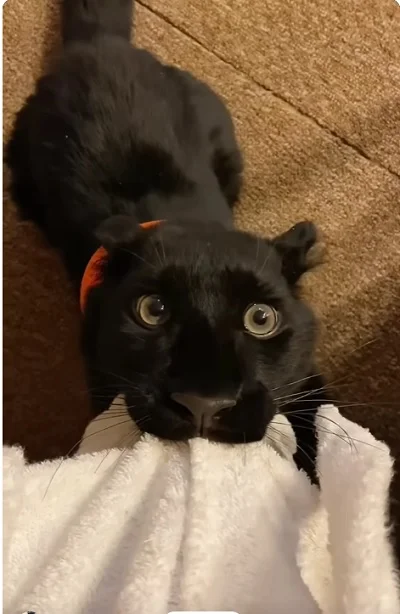 Котики довольные