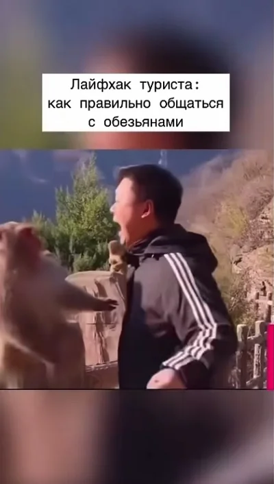 Китайский чел разговаривает с обезьяной
