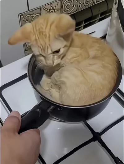 Котики спят где хотят