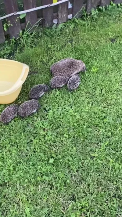 Ёжики
