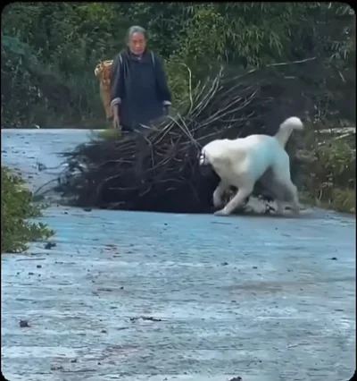 Собака-помогака тащит хворост
