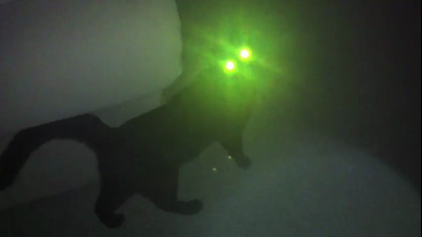 Кот со светящимися глазами 